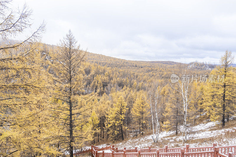 Forests including birches, larches and so on with snow, fog and stairway on the mountain